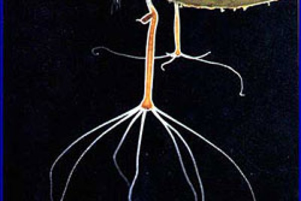 Мега зеркала тор онион мориарти кракен